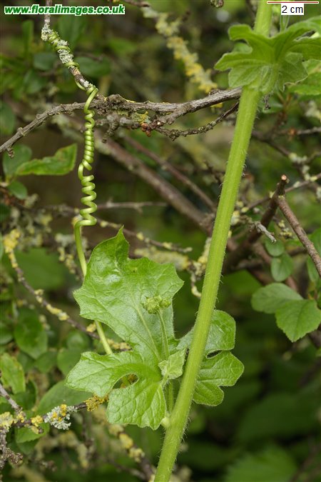 Bryonia dioica