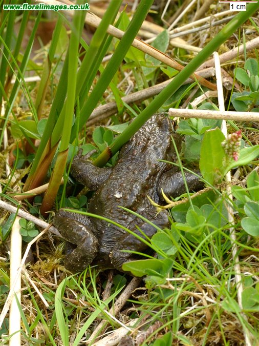 Bufo bufo
