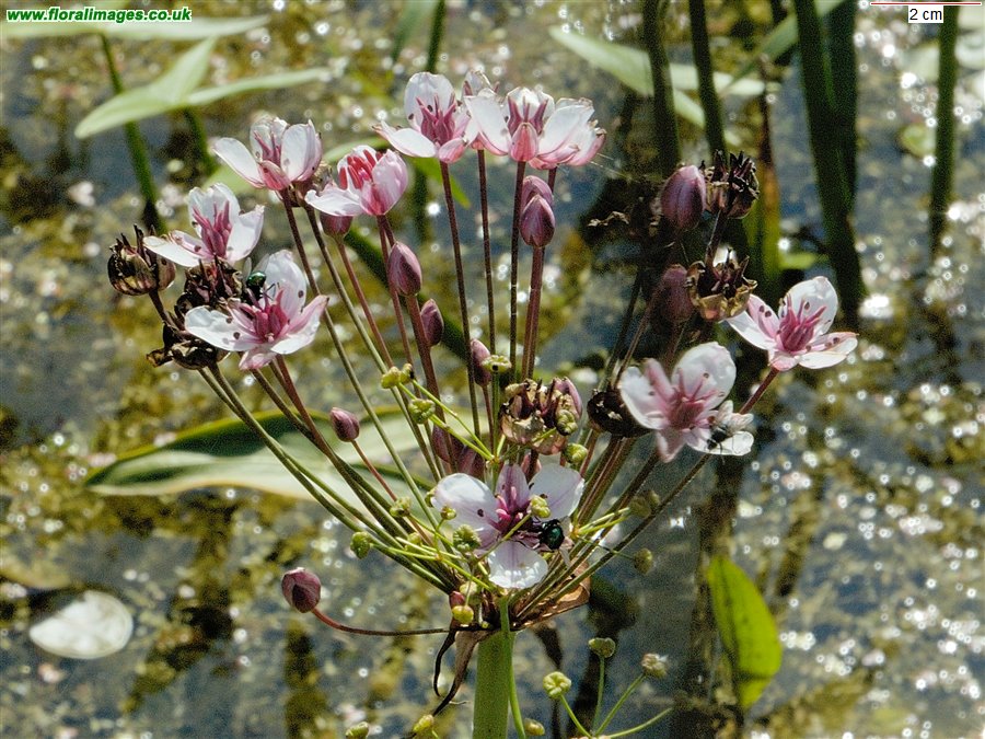 Butomus umbellatus