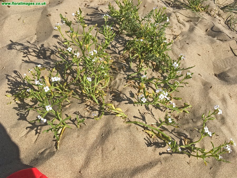 Cakile maritima