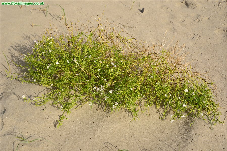 Cakile maritima