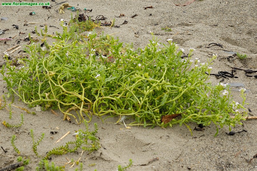 Cakile maritima