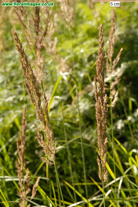 Calamagrostis epigejos