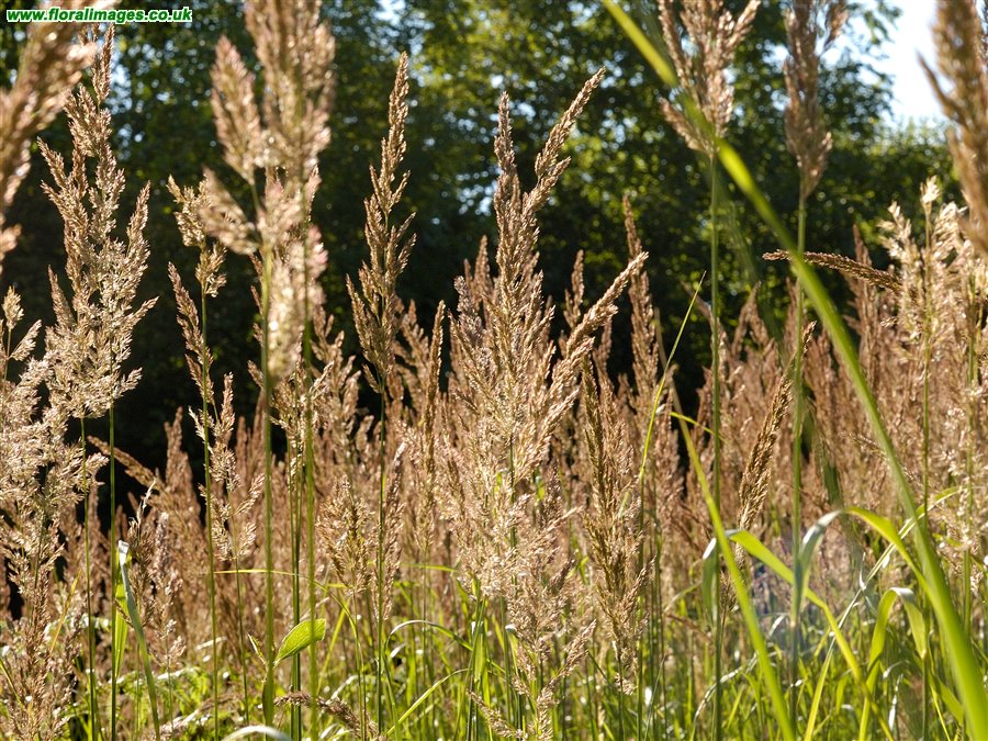 Calamagrostis epigejos