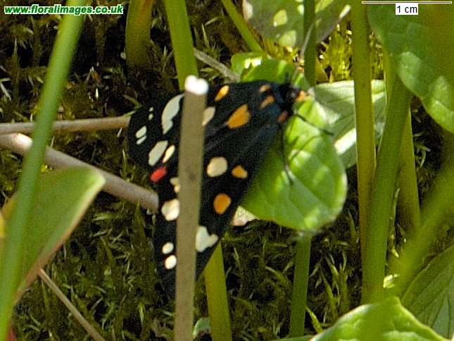 Callimorpha dominula