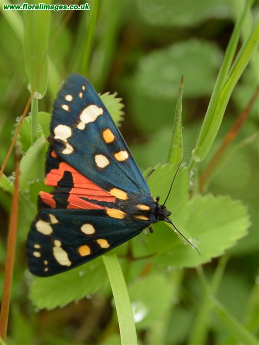 Callimorpha dominula