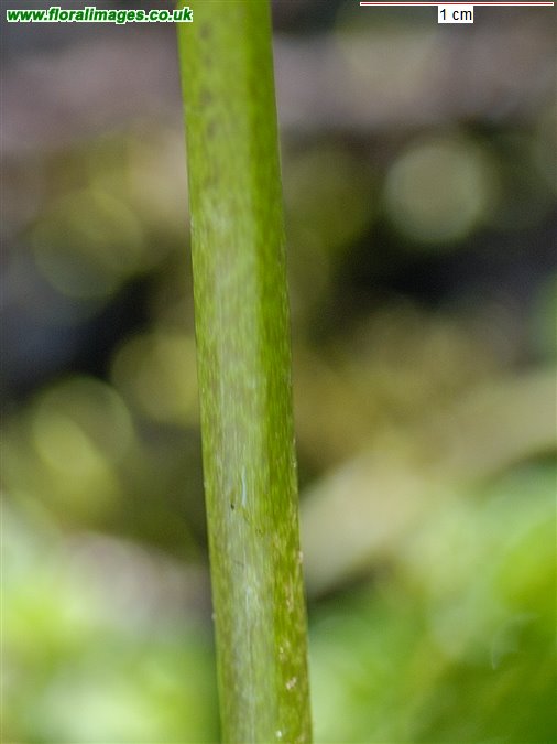 Caltha palustris