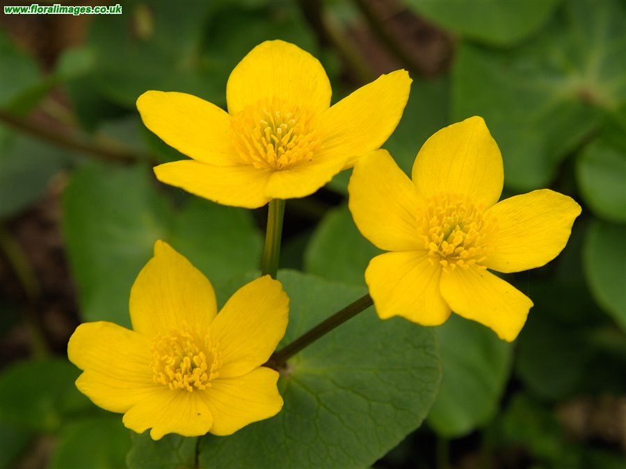 Caltha palustris