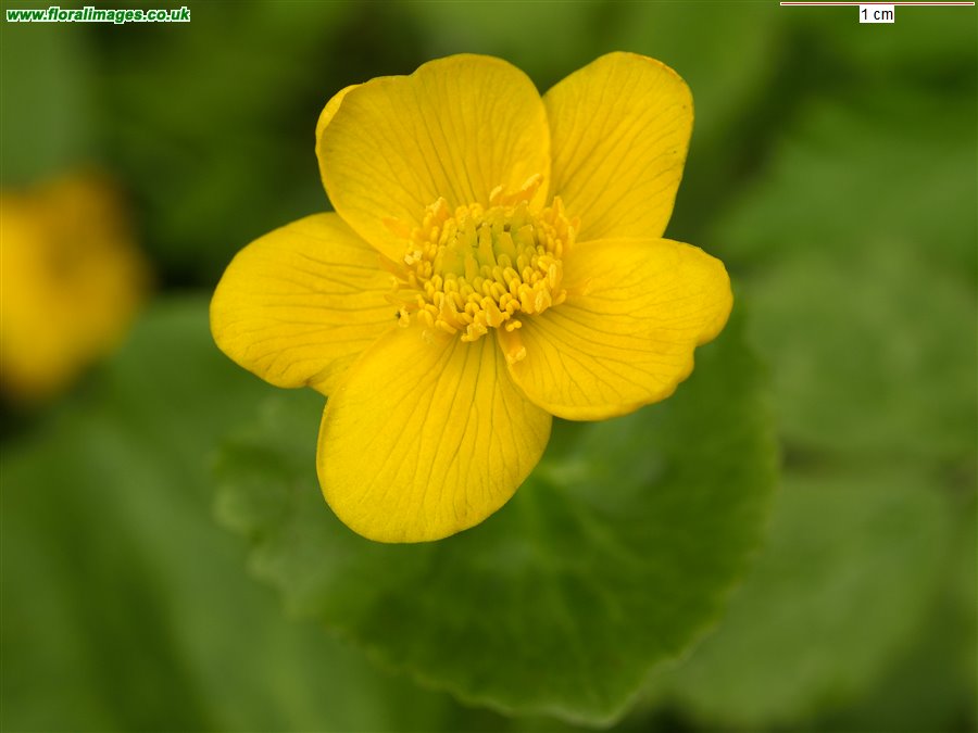Caltha palustris