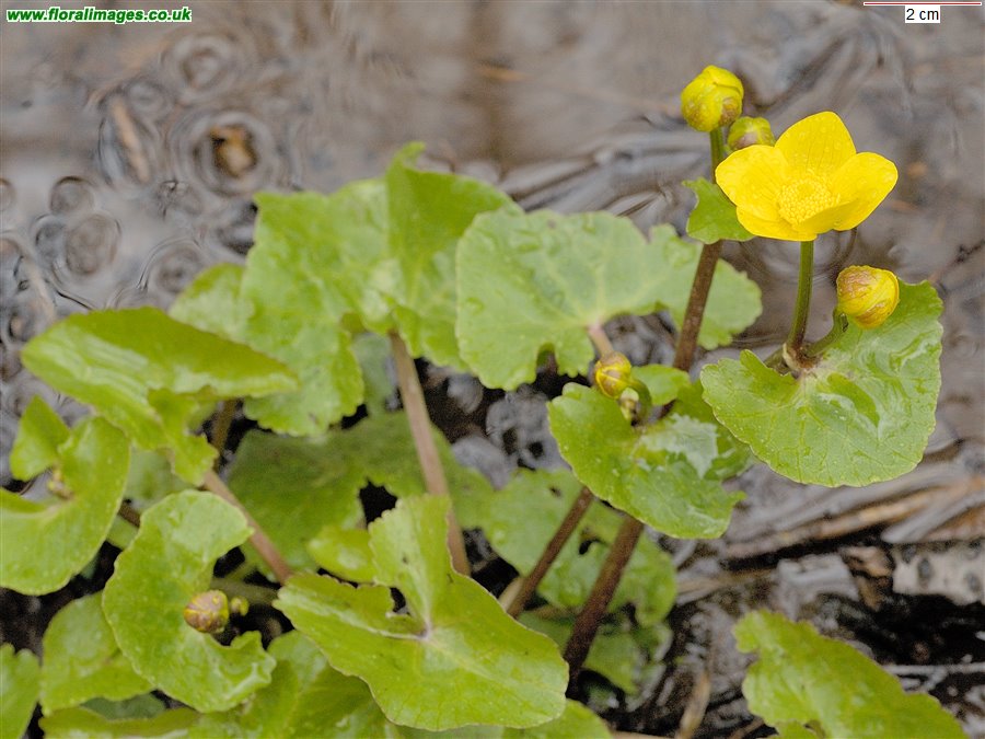 Caltha palustris