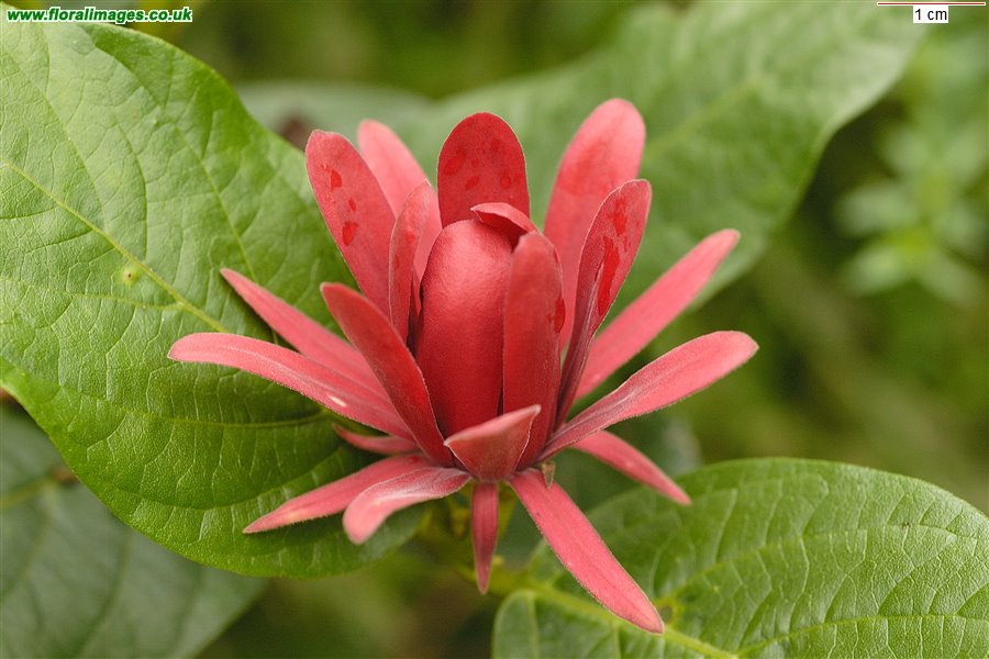 Calycanthus occidentalis