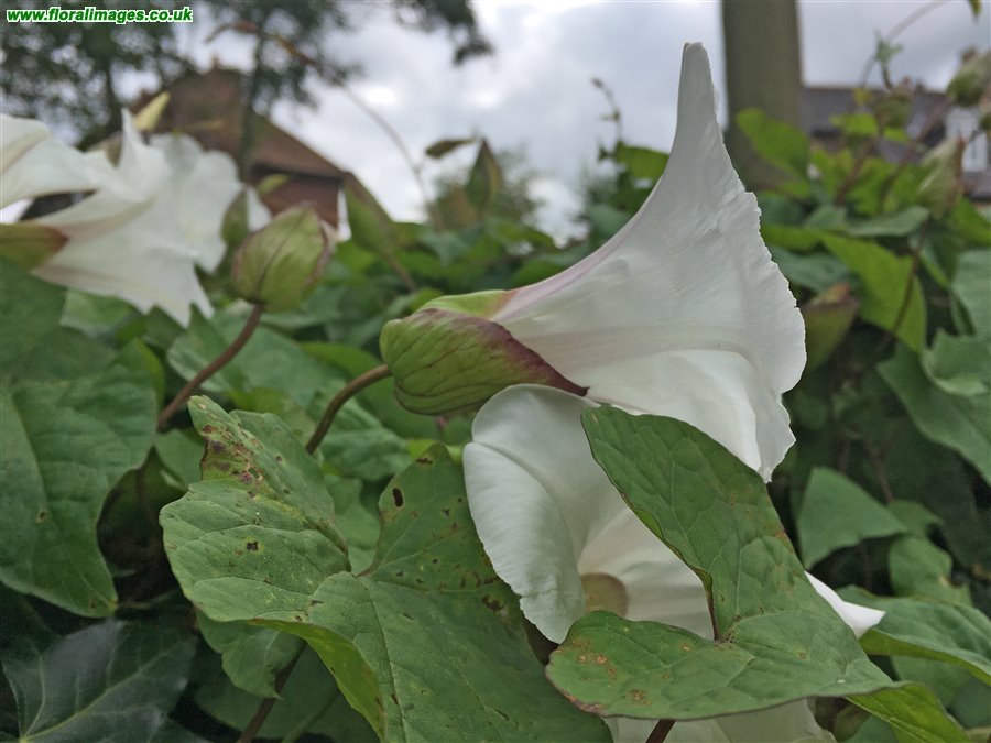 Calystegia silvatica