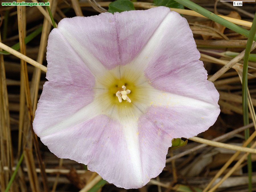 Calystegia soldanella