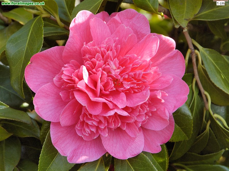Camellia