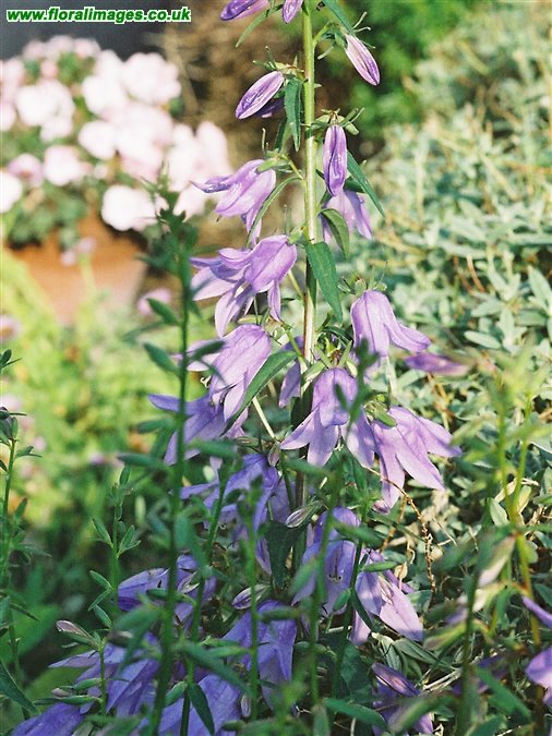 Campanula bononiensis