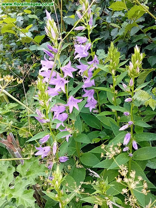 Campanula latifolia