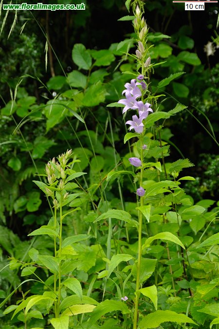 Campanula latifolia