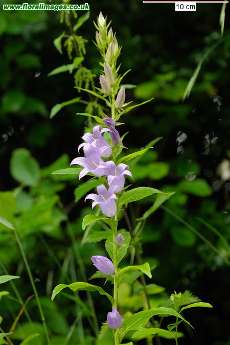 Campanula latifolia
