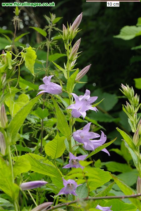Campanula latifolia
