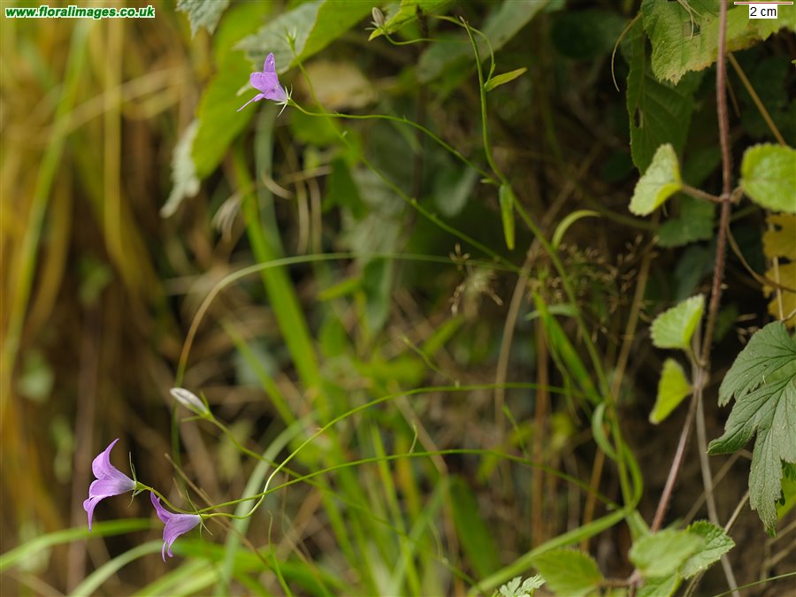Campanula patula