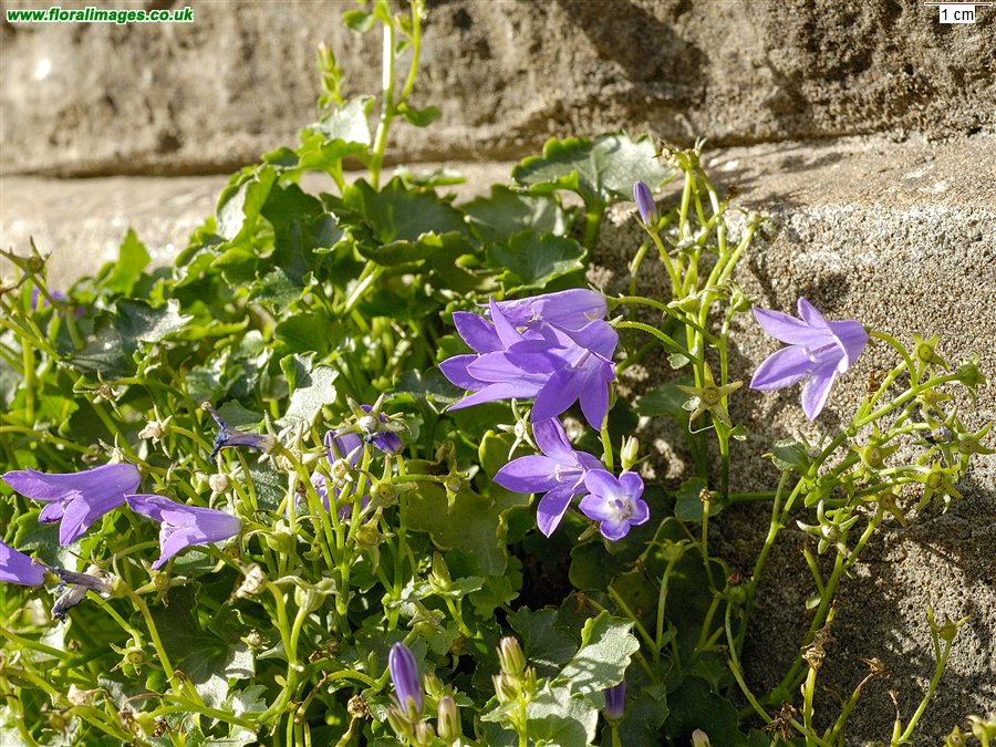 Campanula portenschlagiana