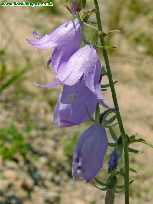 Campanula rapunculoides