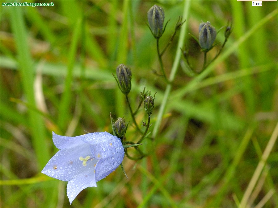 Campanula rotundifolia