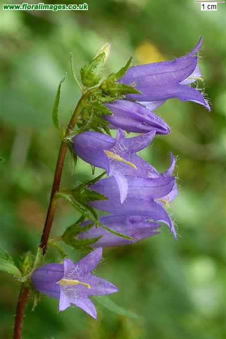 Campanula trachelium