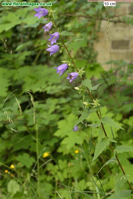 Campanula trachelium