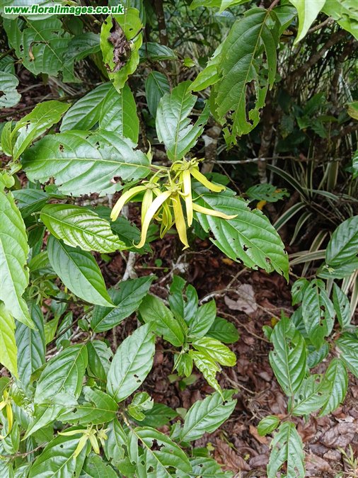 Cananga odorata