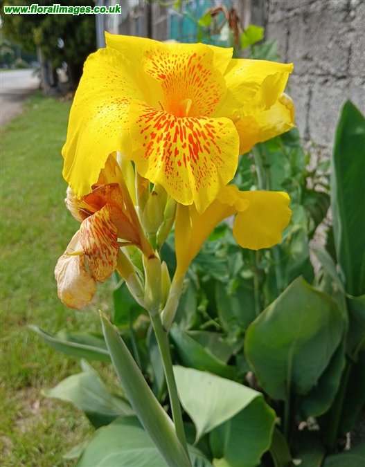Canna x hybrida