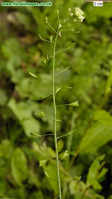 Capsella bursa-pastoris