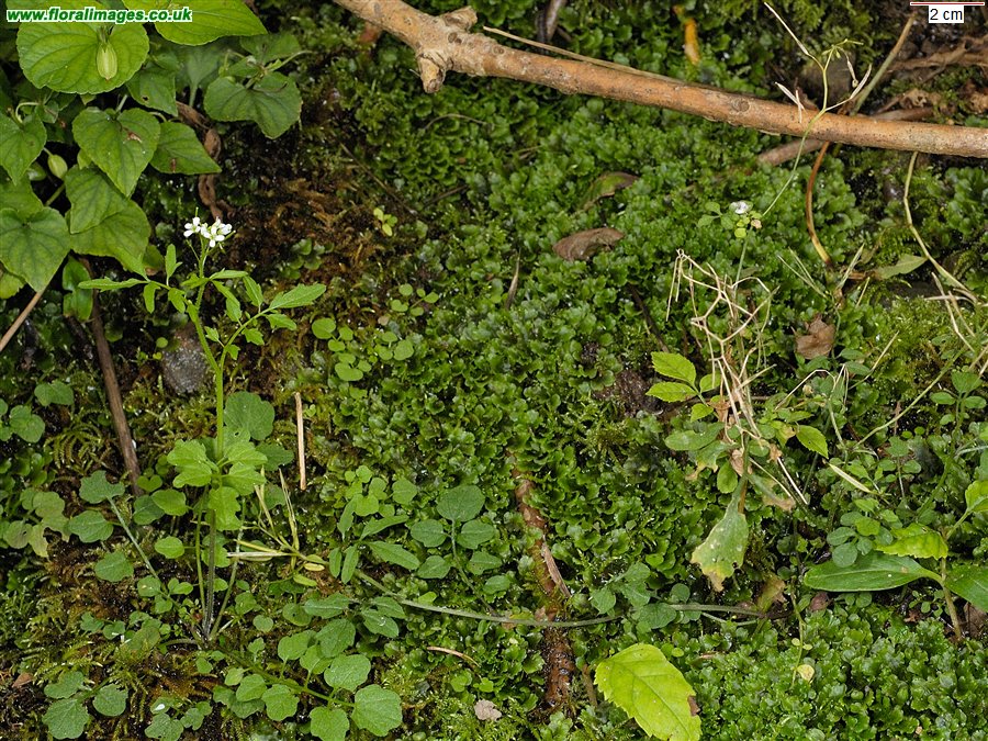 Cardamine flexuosa
