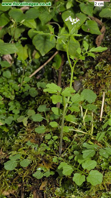 Cardamine flexuosa
