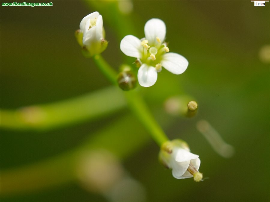 Cardamine flexuosa