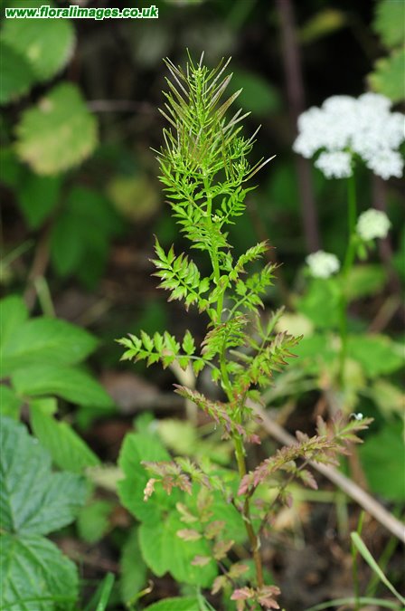 Cardamine impatiens