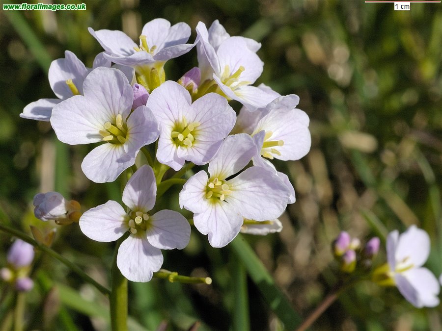 Cardamine pratensis