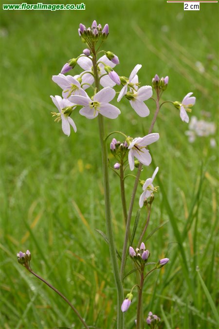 Cardamine pratensis