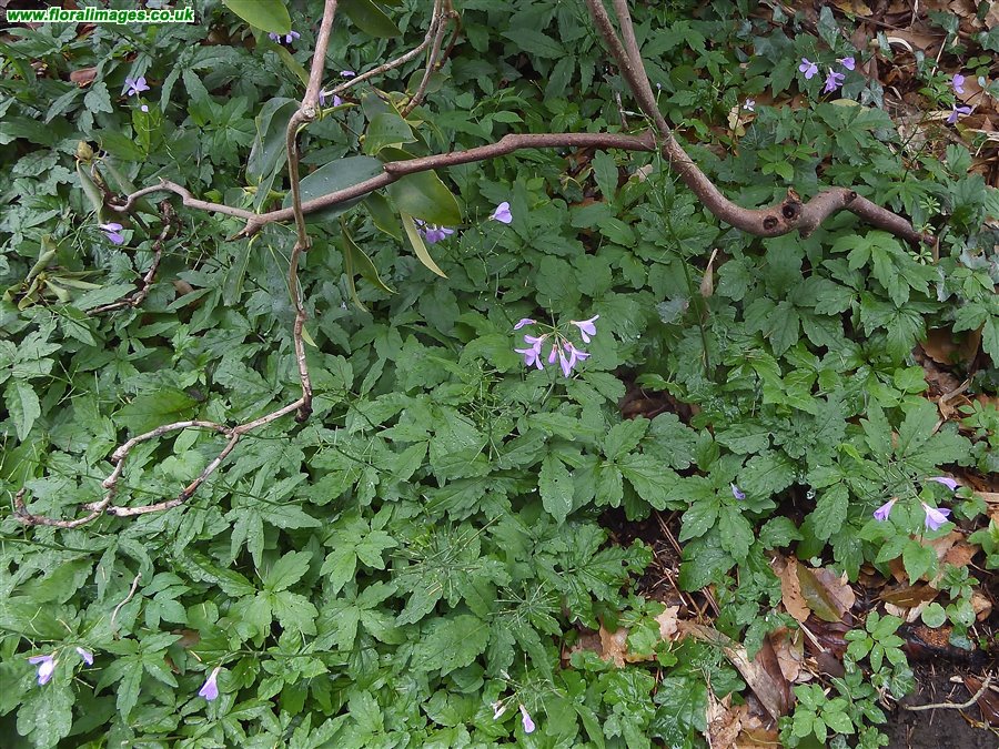 Cardamine quinquefolia