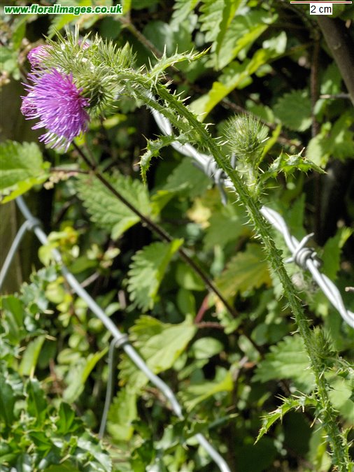 Carduus crispus