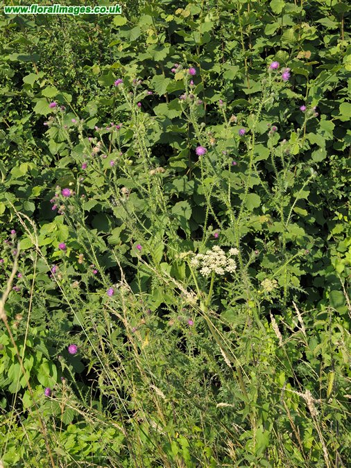 Carduus crispus