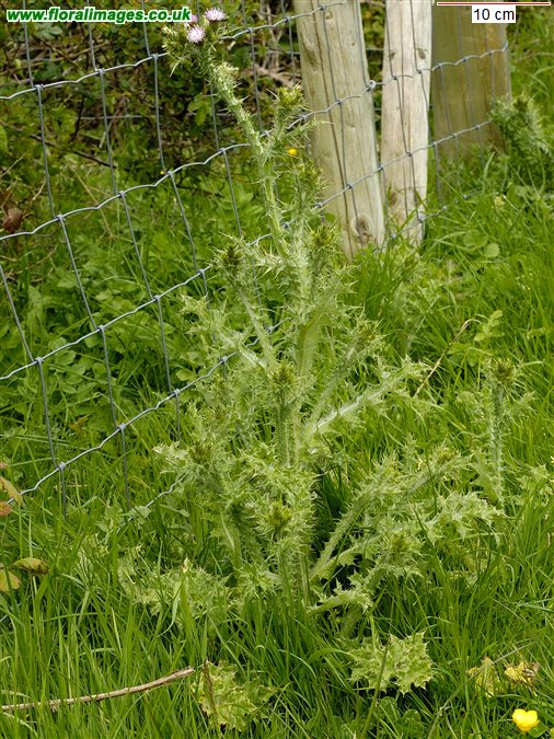 Carduus tenuiflorus