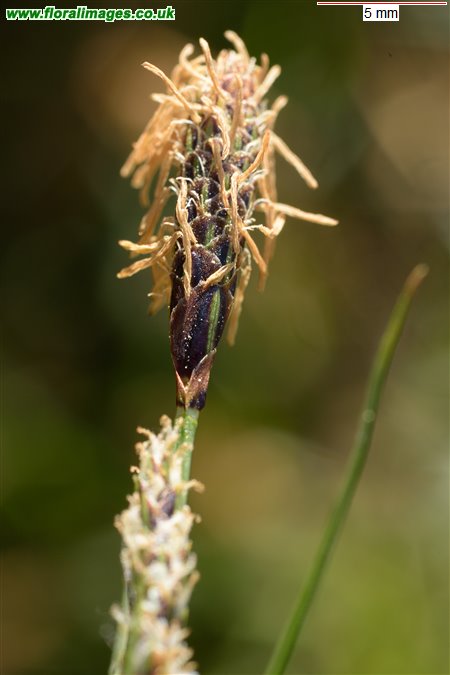 Carex binervis
