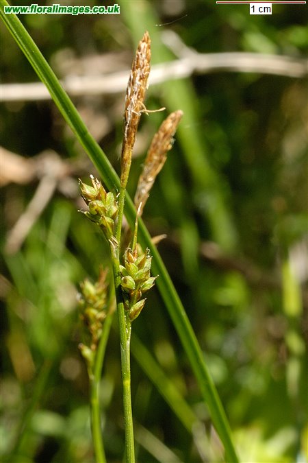 Carex caryophyllea