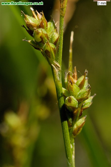Carex caryophyllea