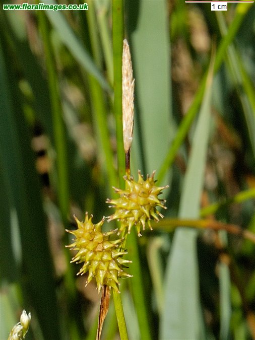 Carex demissa