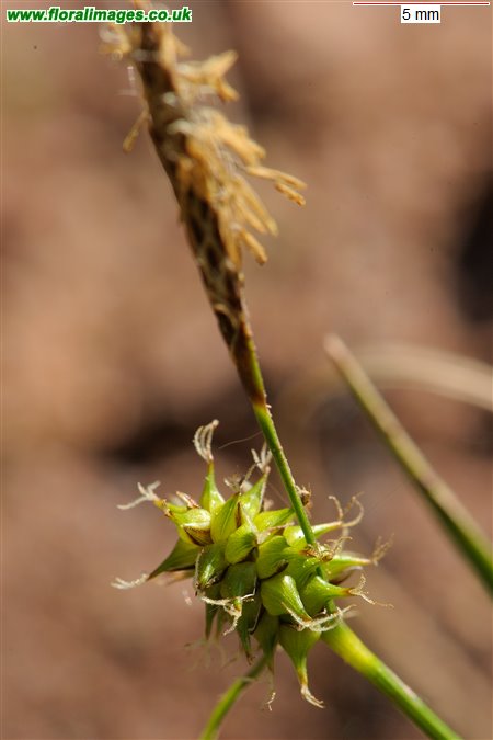 Carex demissa