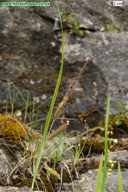 Carex flacca