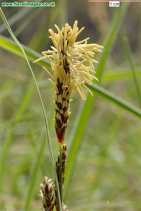 Carex flacca