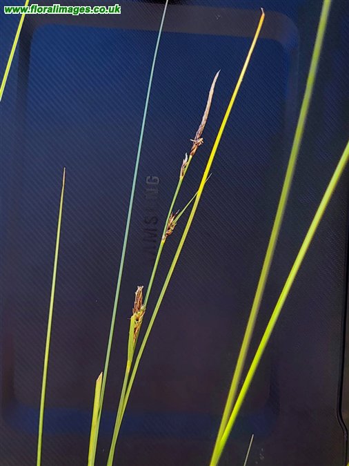 Carex lasiocarpa